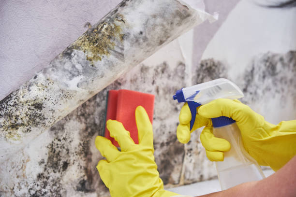 Best Air Quality Testing for Mold Spores  in Huntington, VA